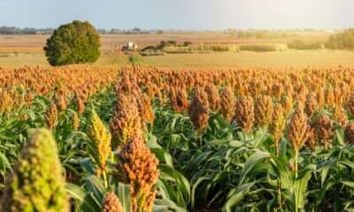 ibge-preve-alta-na-producao-de-sorgo-e-tomate-em-goias