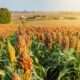 ibge-preve-alta-na-producao-de-sorgo-e-tomate-em-goias