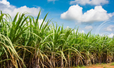 moagem-de-cana-de-acucar-em-minas-gerais-alcanca-18,8-milhoes-de-toneladas