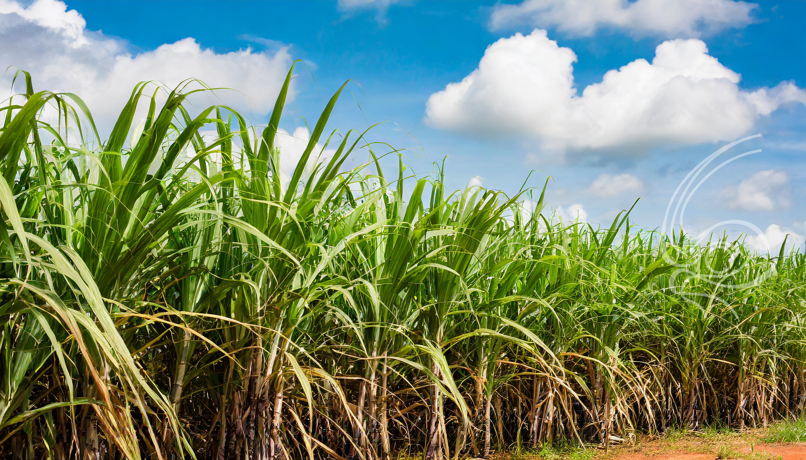 moagem-de-cana-de-acucar-em-minas-gerais-alcanca-18,8-milhoes-de-toneladas