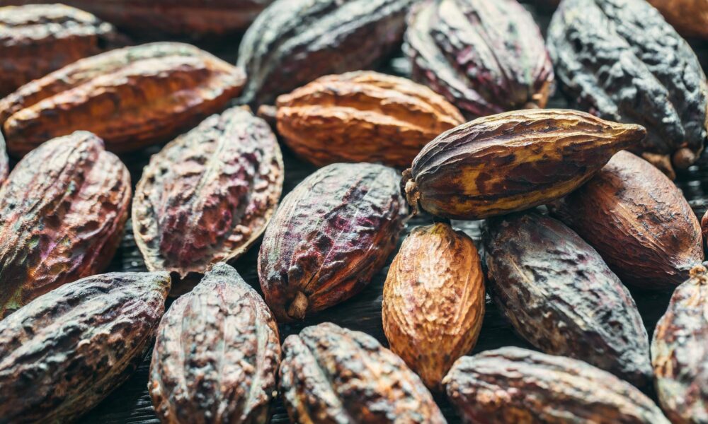 cacau-fino-em-risco?produtores-enfrentam-dificuldades-na-contratacao-de-mao-de-obra