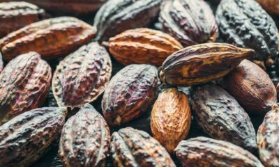 cacau-fino-em-risco?produtores-enfrentam-dificuldades-na-contratacao-de-mao-de-obra