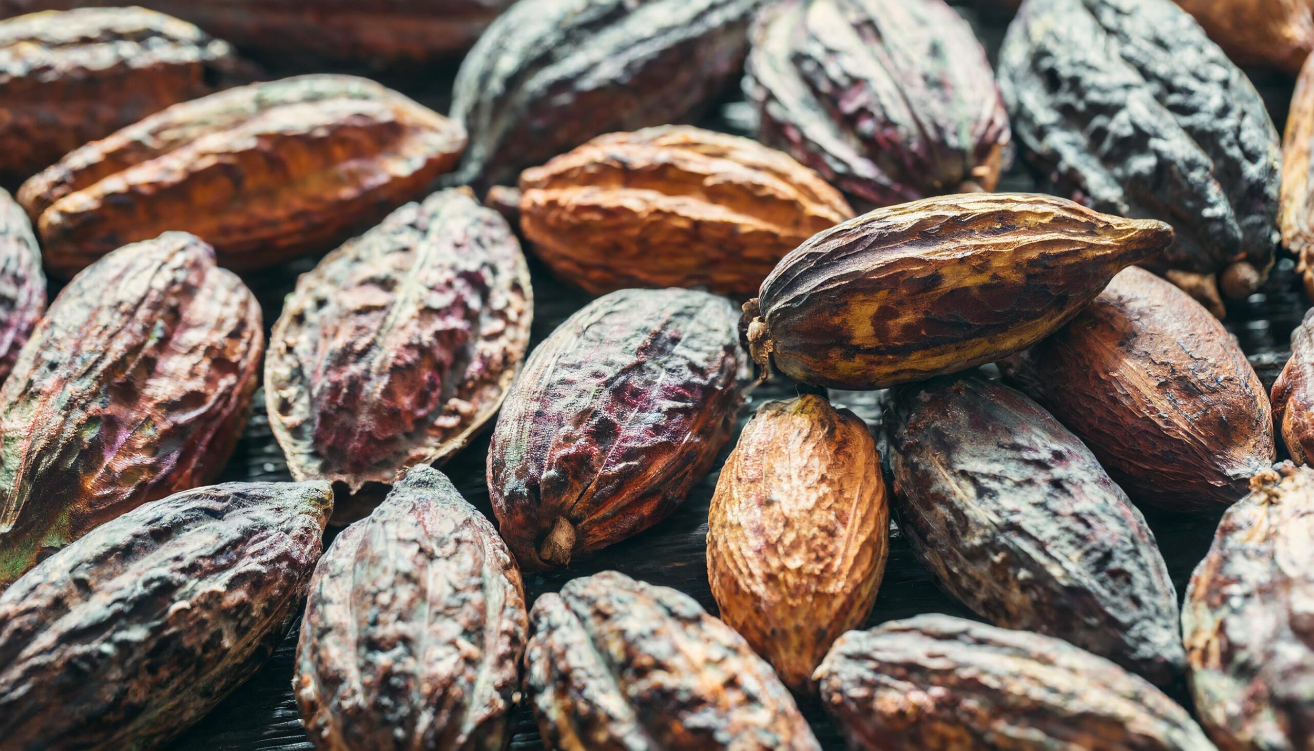 cacau-fino-em-risco?produtores-enfrentam-dificuldades-na-contratacao-de-mao-de-obra