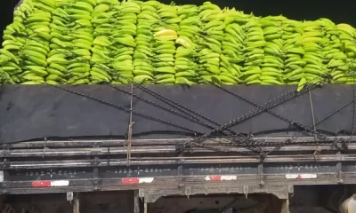 prf-flagra-transporte-irregular-de-bananas