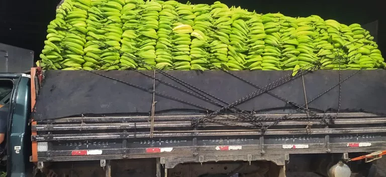 prf-flagra-transporte-irregular-de-bananas