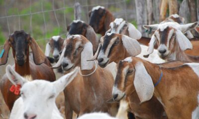 panama-abre-mercado-para-carne-de-ave-e-suino;-angola-abre-para-ovino-e-caprino