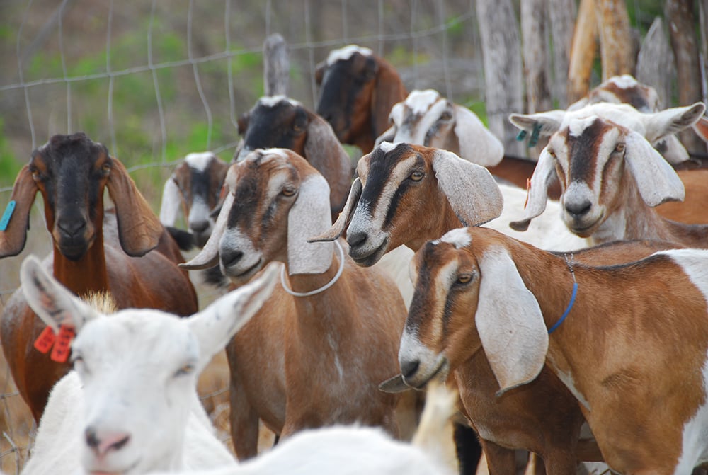 panama-abre-mercado-para-carne-de-ave-e-suino;-angola-abre-para-ovino-e-caprino