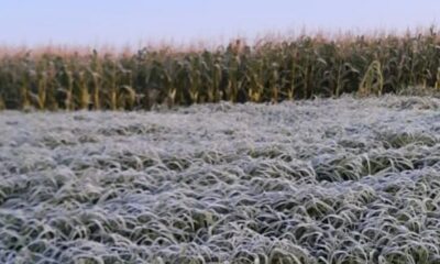 sul-amanhece-com-geada-e-temperaturas-baixas;-veja-a-previsao-do-tempo