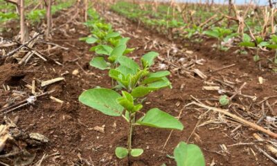 produtores-de-mato-grosso-ja-podem-dar-inicio-a-plantacao-de-soja