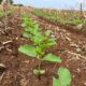 produtores-de-mato-grosso-ja-podem-dar-inicio-a-plantacao-de-soja