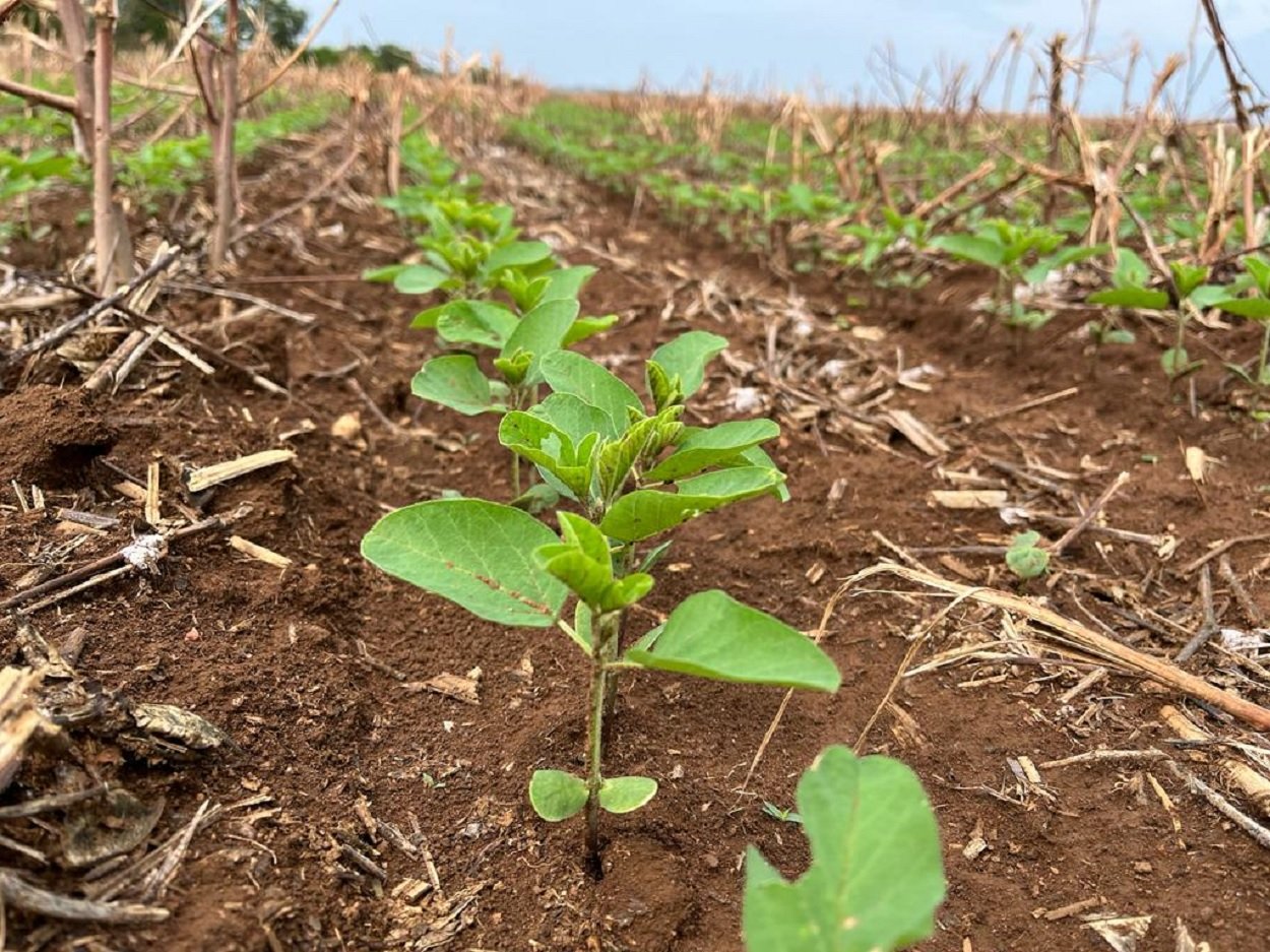 produtores-de-mato-grosso-ja-podem-dar-inicio-a-plantacao-de-soja