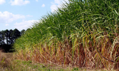 producao-de-cana-mais-limpa:-nova-lei-beneficia-o-meio-ambiente-e-os-produtores