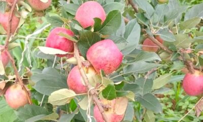 plantio-de-macas-no-sul-de-minas-surpreende-com-30-toneladas-na-primeira-safra