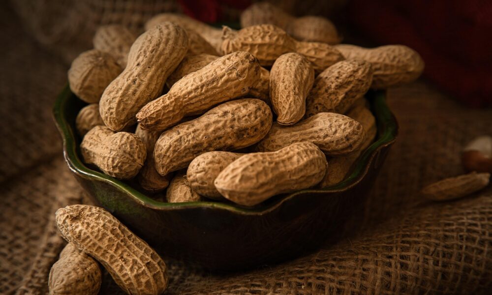 amendoim:-estado-dobra-area-plantada-e-consolida-2a-maior-producao-do-brasil