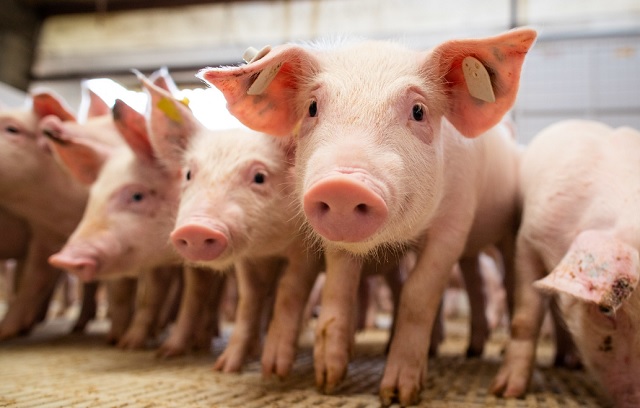 suino:-precos-do-animal-vivo-e-da-carne-sobem