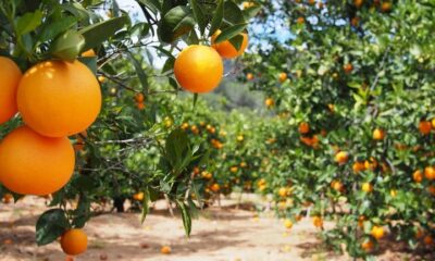 com-maior-demanda,-precos-da-laranja-in-natura-reagem-e-sobem-4%