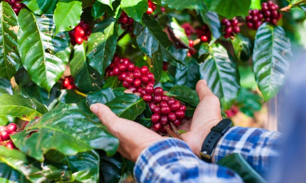cafe-interrompe-sequencia-de-altas-e-cai-em-marco
