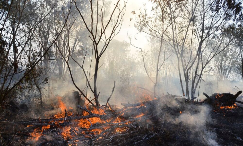 mapbiomas-indica-reducao-nas-areas-de-incendio-no-primeiro-trimestre