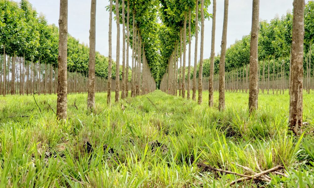 novo-sistema-produtivo-integra-pecuaria-de-corte-com-plantio-de-teca