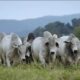integracao-lavoura,-pecuaria-e-floresta-podem-ajudar-na-recuperacao-de-areas-agricolas