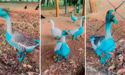 vazamento-de-corante-que-tingiu-aves-em-parque-e-apurado-no-interior-de-sp