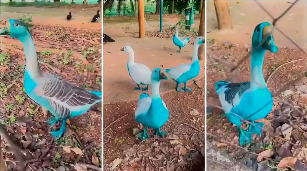 vazamento-de-corante-que-tingiu-aves-em-parque-e-apurado-no-interior-de-sp