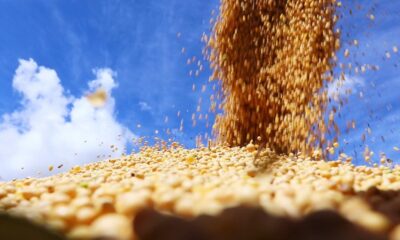 saiba-como-ficou-o-mercado-de-soja-apos-os-numeros-do-usda