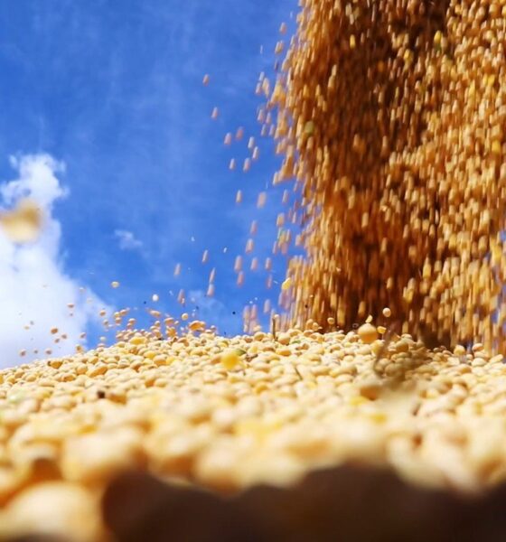 saiba-como-ficou-o-mercado-de-soja-apos-os-numeros-do-usda