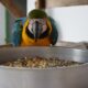 mais-de-20-araras-caninde-passam-por-reabilitacao-para-voltar-a-natureza