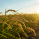 indicador-do-cepea-para-o-arroz-em-casca-cai-para-o-menor-nivel-desde-julho-de-2022