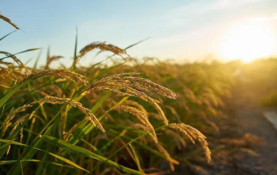 indicador-do-cepea-para-o-arroz-em-casca-cai-para-o-menor-nivel-desde-julho-de-2022