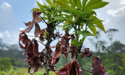 vassoura-de-bruxa-da-mandioca-e-confirmada-em-territorio-indigena