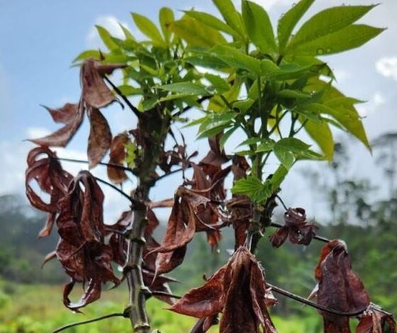 vassoura-de-bruxa-da-mandioca-e-confirmada-em-territorio-indigena