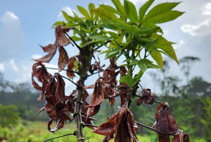 vassoura-de-bruxa-da-mandioca-e-confirmada-em-territorio-indigena