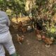 gripe-aviaria:-rs-conclui-ronda-em-montenegro-e-inicia-novo-ciclo-de-controle