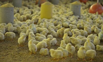 gripe-aviaria:-brasil-tem-18-investigacoes-de-suspeita-da-doenca-em-andamento