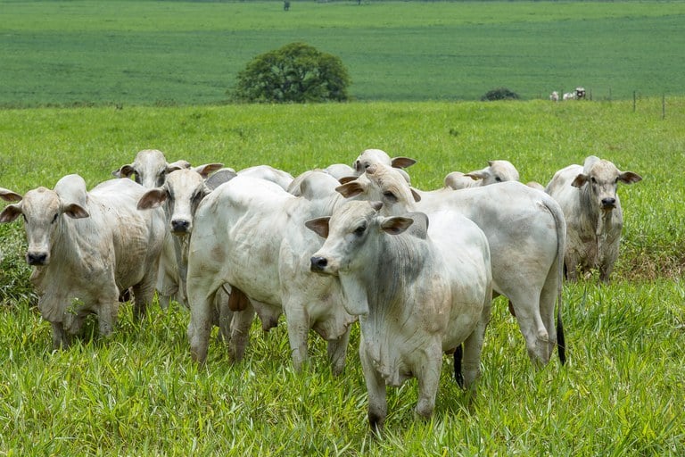 boi-gordo-atinge-ate-r$-325-em-sp-com-demanda-firme-e-baixa-oferta-a-pasto