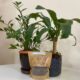 pesquisadores-criam-fertilizante-sustentavel-com-cama-de-aviario