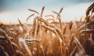 trigo:-cotacoes-do-grao-estabilizam-e-do-farelo-sobem