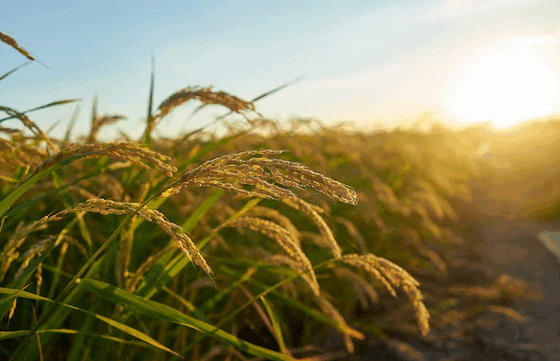 arroz:-federacao-quer-que-governo-do-rs-use-taxa-do-setor-para-apoiar-comercializacao