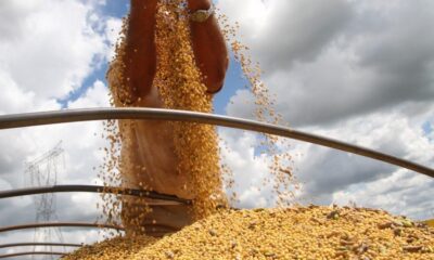 usda-reduz-numeros-de-soja-nos-eua-e-brasil-em-‘modo-turbo’-na-comercializacao