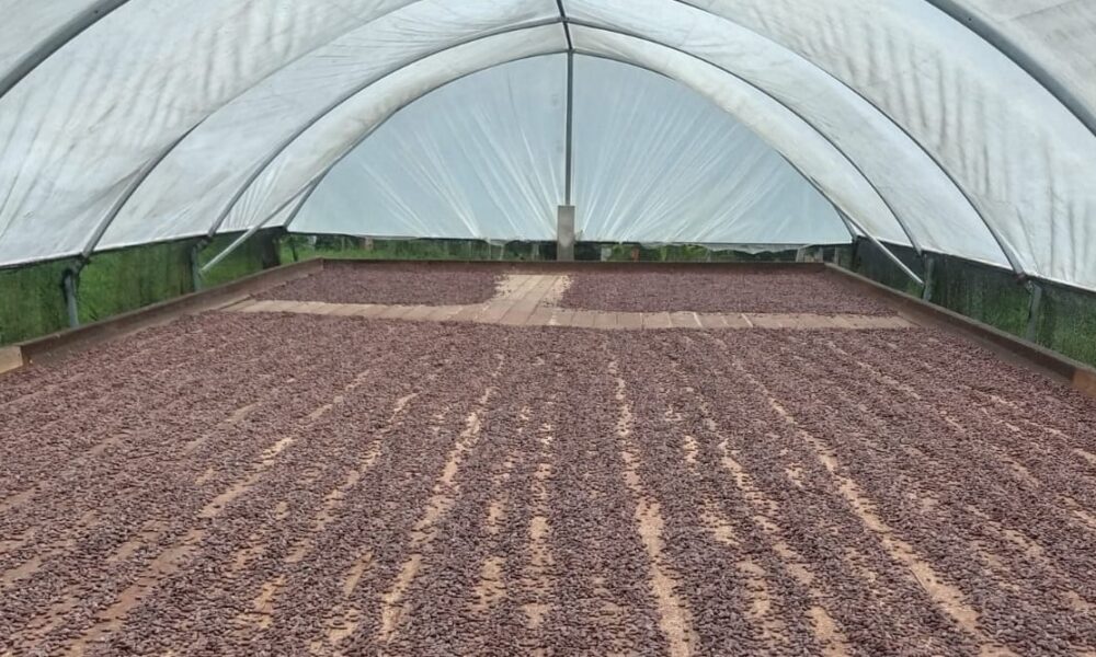 chocolate-comeca-no-campo:-o-papel-do-produtor-rural