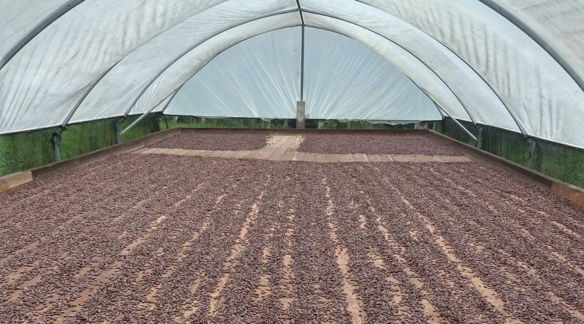 chocolate-comeca-no-campo:-o-papel-do-produtor-rural