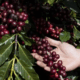 cafe-brasileiro-deve-entrar-na-lista-de-excecoes-do-tarifaco