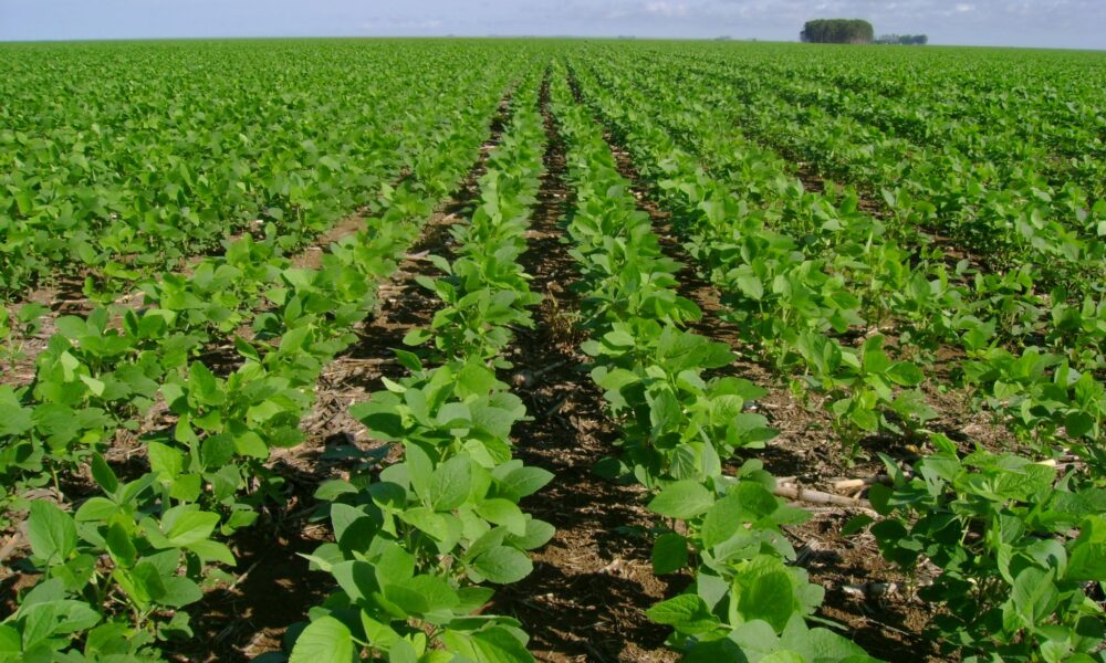 abiove-consegue-liminar-para-barrar-suspensao-da-moratoria-da-soja