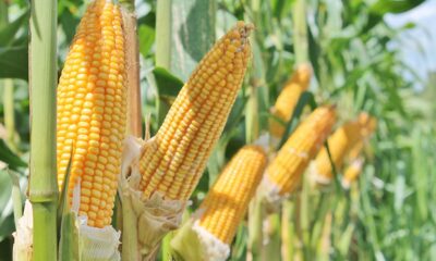 mapa-aprova-zoneamento-agricola-de-milho-2a-safra-para-13-estados