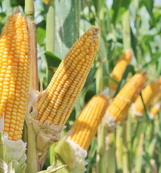 mapa-aprova-zoneamento-agricola-de-milho-2a-safra-para-13-estados