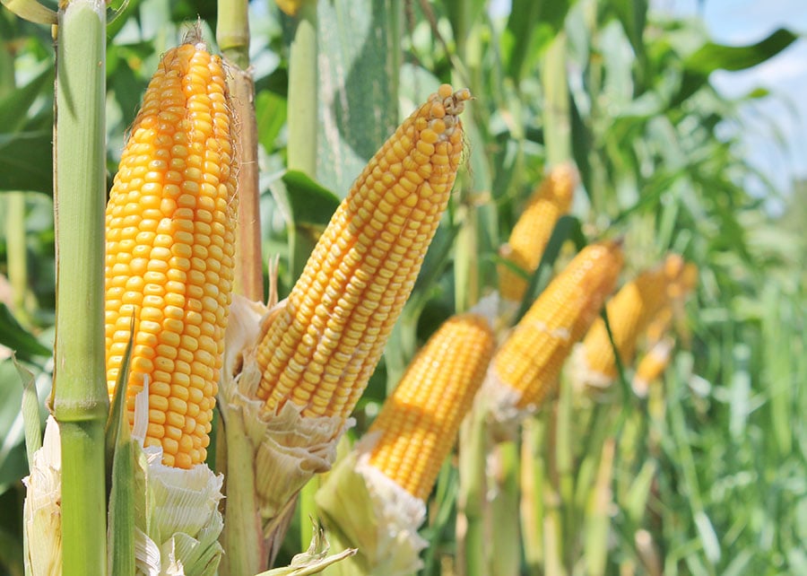 mapa-aprova-zoneamento-agricola-de-milho-2a-safra-para-13-estados