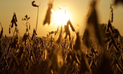 o-plantio-de-soja-vem-ai-e-as-expectativas-seguem-positivas;-confira-os-dados-de-mercado