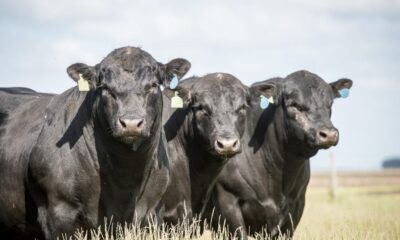 brasil-exportara-embrioes-e-semen-bovino-para-dois-novos-paises